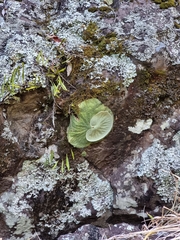 Platycerium superbum