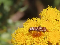 Epacmoides biumbonatus