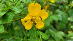 Senna bicapsularis