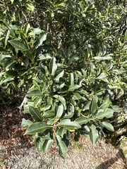 Ilex pedunculosa