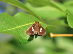 Notocrypta