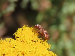 Epacmoides biumbonatus