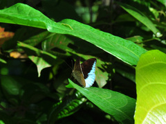 Tanaecia iapis