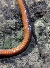 Tantilla schistosa