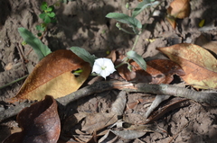 Convolvulus hermanniae