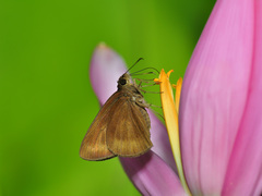 Ancistroides nigrita