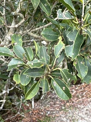 Ilex pedunculosa