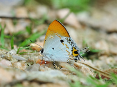 Hypolycaena othona
