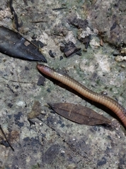 Tantilla schistosa