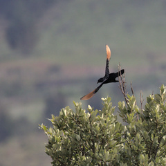 Onychognathus morio morio