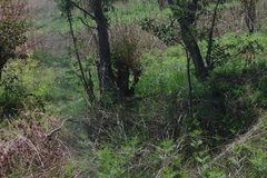 Pteridium centrali-africanum