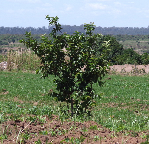 Common guava