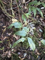 Damnacanthus indicus