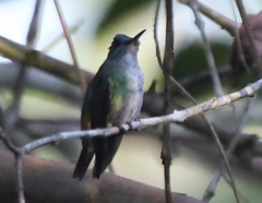 Chrysuronia oenone