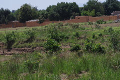 Pteridium centrali-africanum