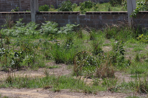 Pteridium centrali-africanum