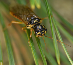 Acantholyda posticalis