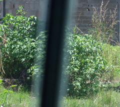 Tithonia diversifolia