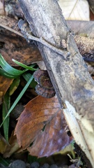 Daedaleopsis styracina
