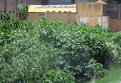 Tithonia diversifolia