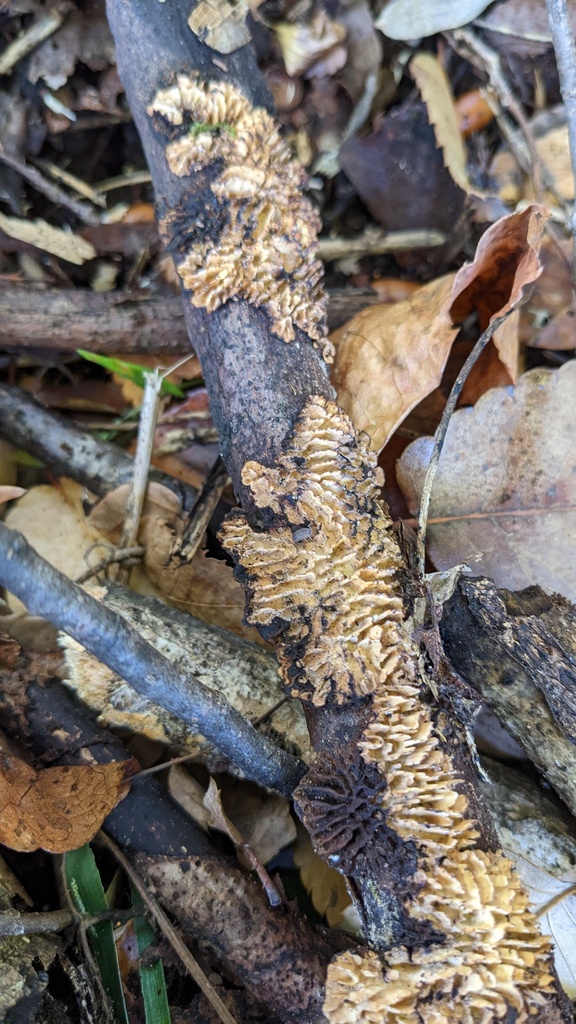 Daedaleopsis styracina · November 2022 · photo: © atsushi_nakajima_cirque (iNaturalist, cc-by)