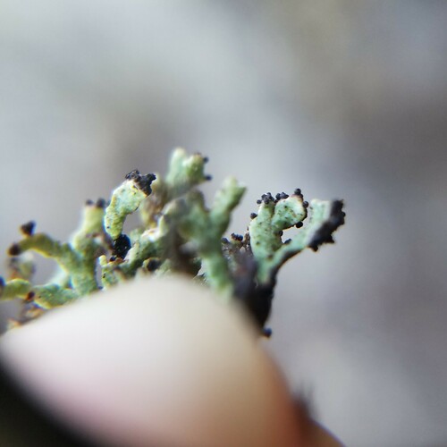 rock gnome lichen