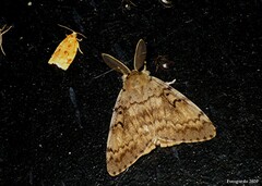 Archips cerasivorana