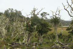 Nothofagus