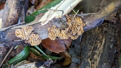 Daedaleopsis styracina