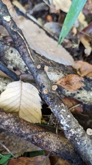 Porodisculus pendulus