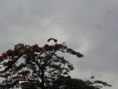 Leptoptilos crumenifer