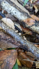 Porodisculus pendulus