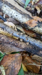 Porodisculus pendulus