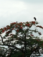 Leptoptilos crumenifer