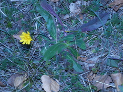 Hypochaeris maculata