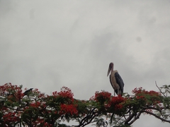 Leptoptilos crumenifer