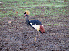 Black Crowned Crane photo 4