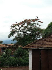 Leptoptilos crumenifer