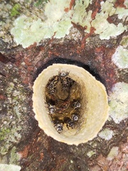 Meliponini