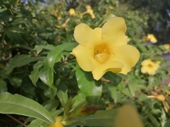Allamanda cathartica