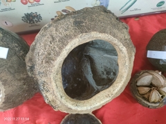 Bertholletia excelsa