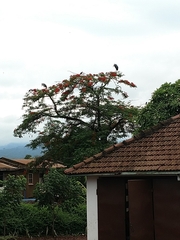 Leptoptilos crumenifer