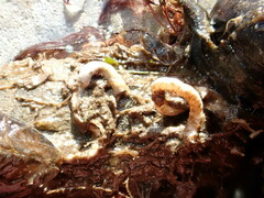 Ficopomatus enigmaticus