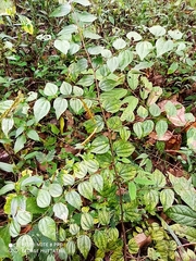 Ziziphus oenopolia