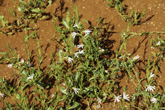 Chascanum
