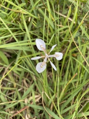 Moraea elliotii
