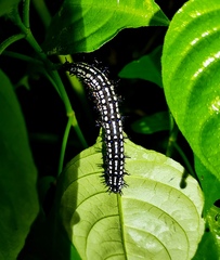 Doleschallia bisaltide