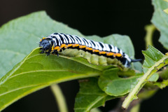 Pseudaphelia apollinaris