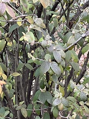 Viburnum × rhytidophylloides