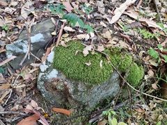 Echinodiopsis hispida